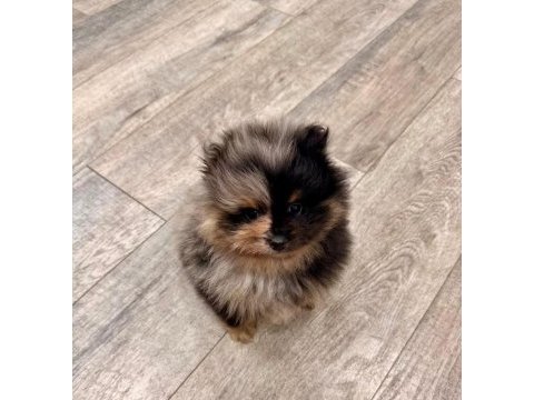 A kalite pomeranian boo merle