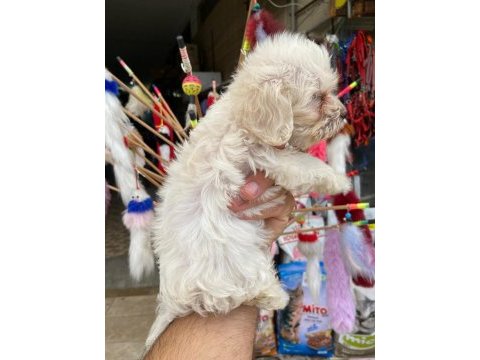 2 aylık maltese terrier