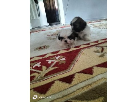 Shih tzu bebeklerimiz