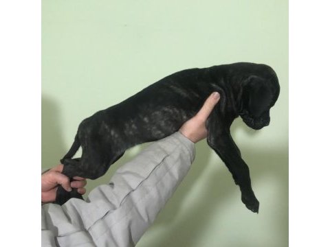 A kalite presa canario dişi