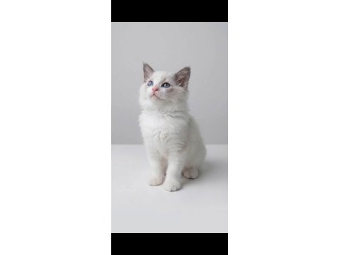 Ragdoll arayanlara özel bebekler