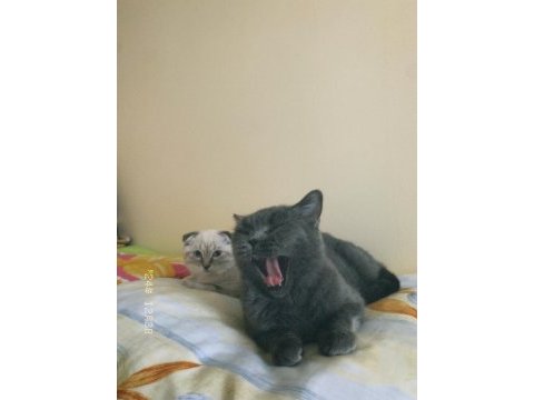Dişi british shorthair 1 yaşında