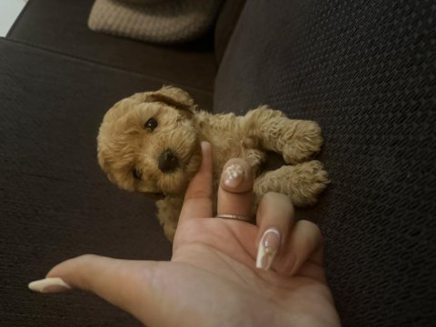 Minik dişi poodle