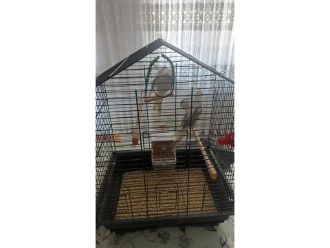 5 aylık erkek sultan papağanı