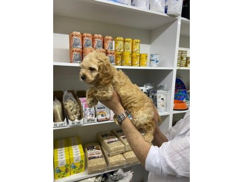 Irk ve sağlık garanti orjinal maltipoo bebeğimiz