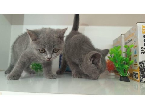 Irk ve sağlık garanti orjinal british shorthair