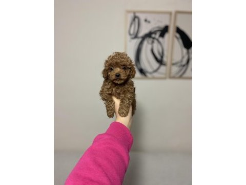 Teacup dişi poodle yavrum