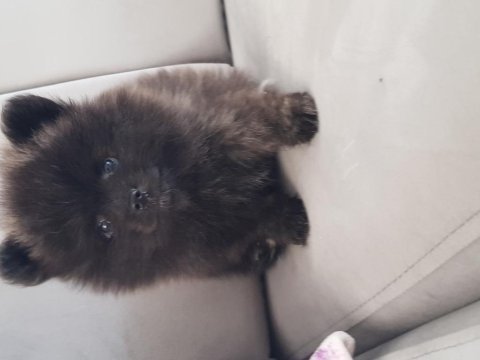 Pomeranian dişi erkek