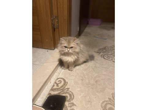 2 aylık erkek british longhair
