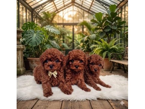 Secereli anne babadan %100 orijinal red toy poodle