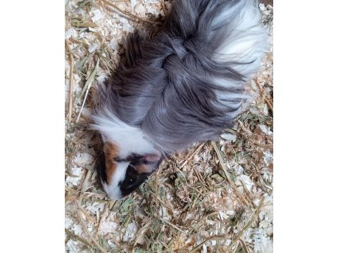 Guinea pig