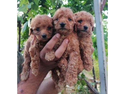 Toy poodle bebeklerim teslime hazır
