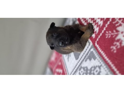 Rezerveye acık safkan belçika malinois yavrular