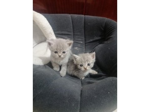 Uygun puanla scottish fold