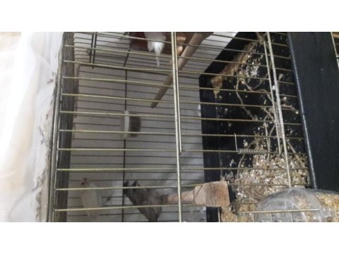 Bengal ispinozu