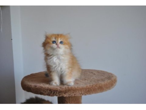 Safkan golden british longhair bebekler 2 aylık
