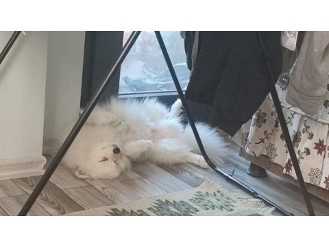 Sadece denizli içi pomeranian