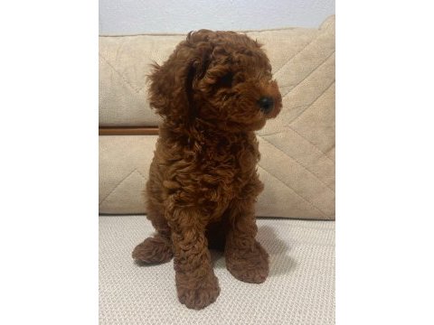 Toy poodle bebekler