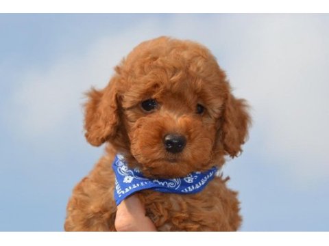 Poodle sevimli eğitimli yavrular