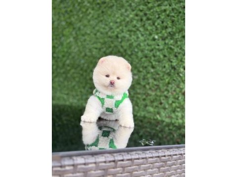 Show kalite pomeranian boo yavrular