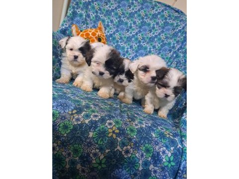 0 boy morkie yavrularım