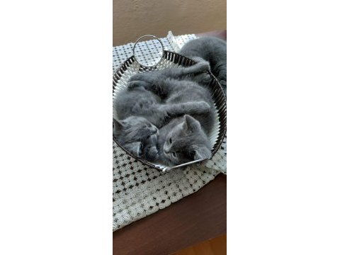 British shorthair 2 aylık dişi kediler