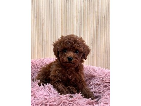 Teacup kore toy poodle yavruları 