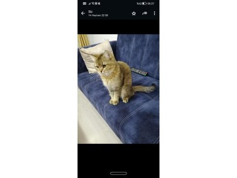 Çok acil british shorthair ücretsiz veriyorum