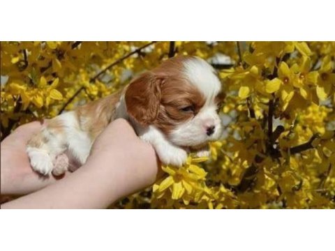 Irk ve sağlık garantili cavalier king charles yavrular