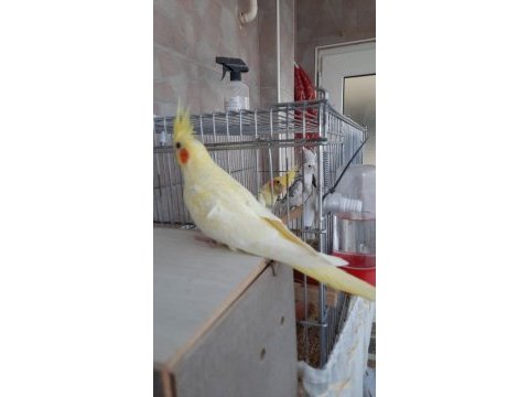Ev üretimi kırmızı göz pearl lutino sultan papağanı