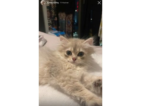 Yavru 2.5 ay british longhair