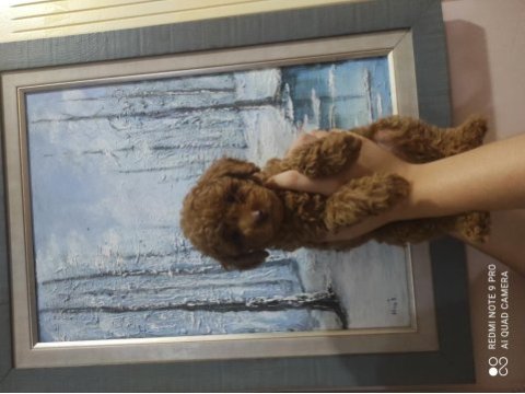 Ankaranın en küçük poodle koreleri