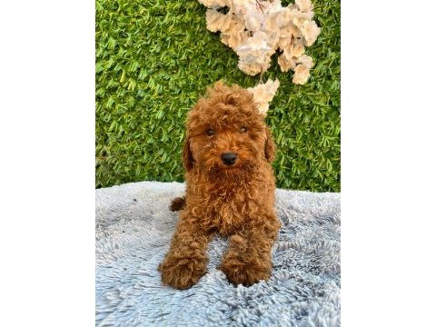 Toy poodle bebekler