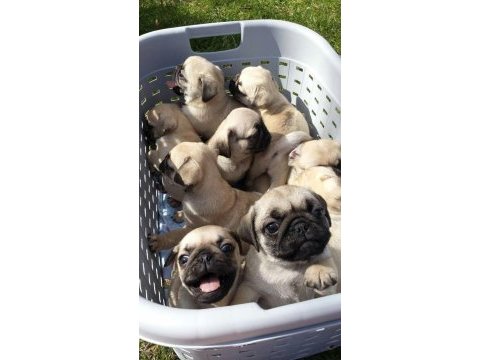 Hamburger suratlı gül kuyruk pug yavrularımız