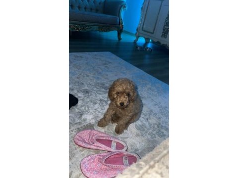 Toy poodle çok zeki yavru