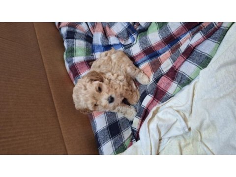 Kocaelide safkan apricot toy poodle