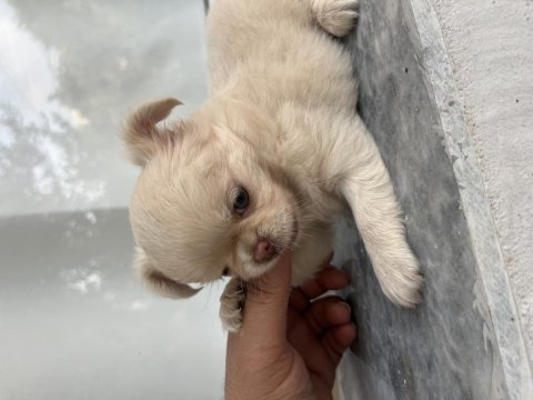 Orj şivava longhair ırk garantili dişi yavru