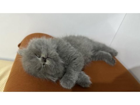 Top kafa british longhair