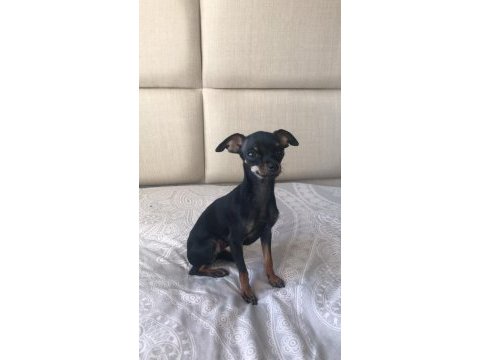 0 numara pinscher