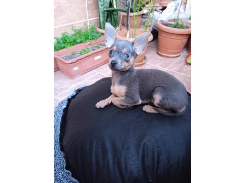 4 aylık minyatür pinscher
