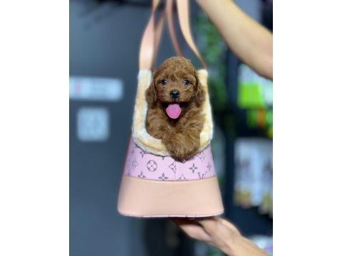 Maltipoo yavrularımız