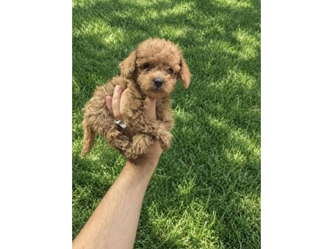 Toy poodle yavrumuz
