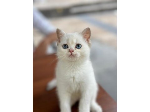 Show kalite british shorthair yavrular