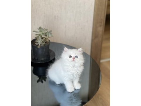 Show güzellik gold eyes british longhair yavrum