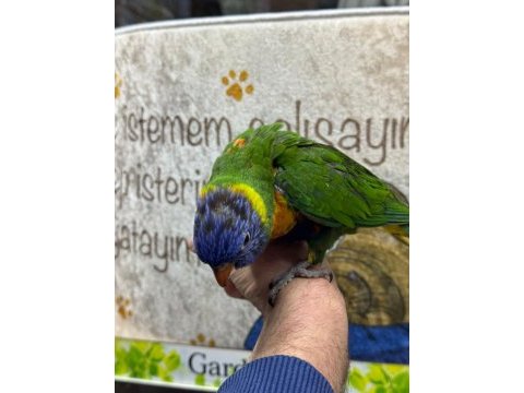 Rainbow loriler yavru ve konuşkan