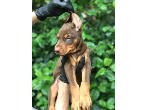 Üst kalite doberman dişi yavrular