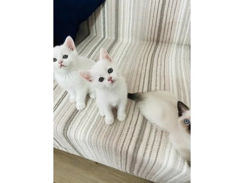 Safkan british shorthair