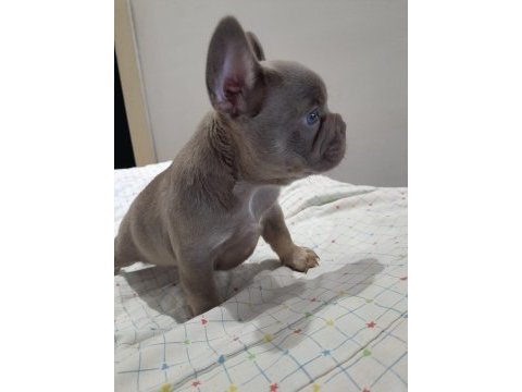 İsabella and tan erkek yavru french bulldog