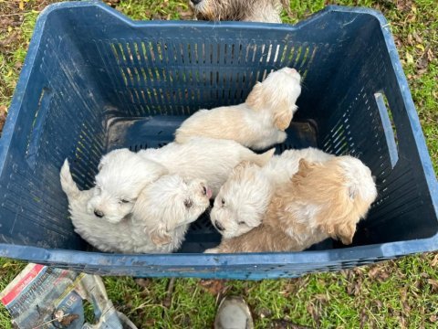 Aşılı garantili terrier bebekler uygun