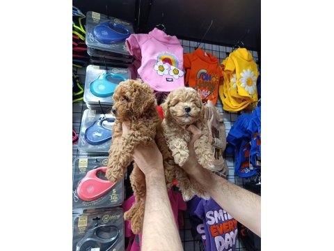 Maltipoo dişi erkek bebekler